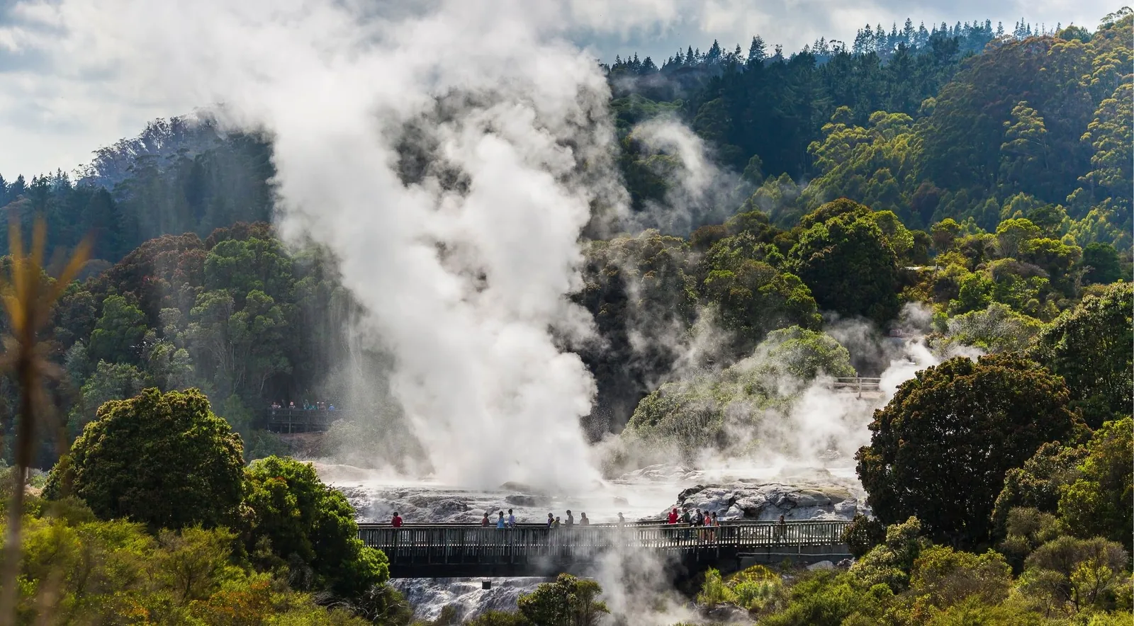 Pohutu Geyser erupting at Te Puia in Rotorua, watched from a viewing bridge