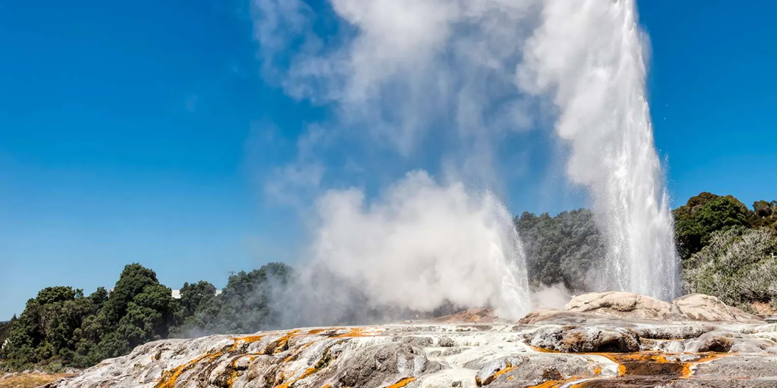 Pohutu Geyser in full daylight eruption above the orange sinter terraces at Te Puia